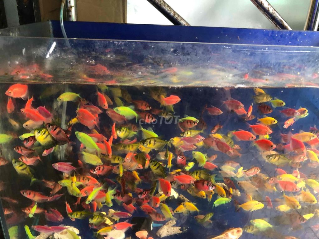 Cá Cánh Buồm Dạ Quang đủ màu-50 con cá đẹp