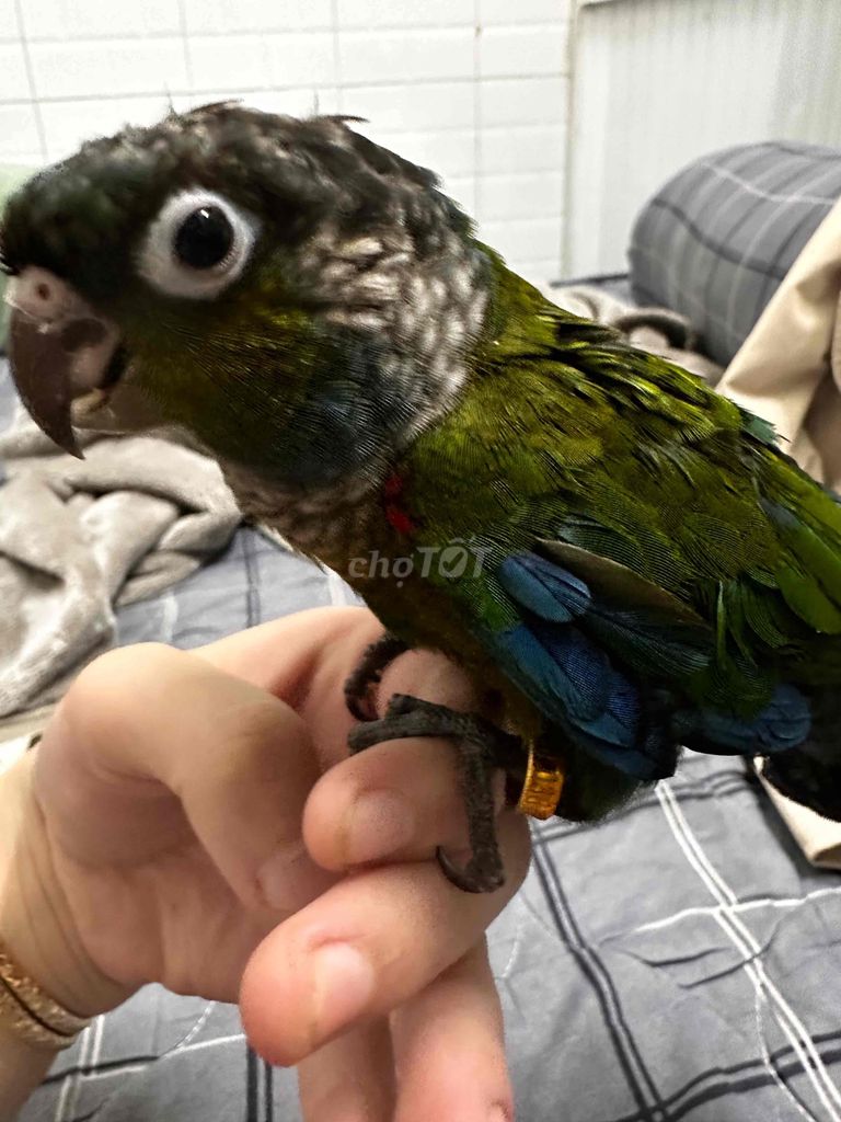 Crimson Conure. Mua bán Chim tại Quận Bình Tân Tp Hồ Chí Minh được đăng bởi Bump Tv hình 1
