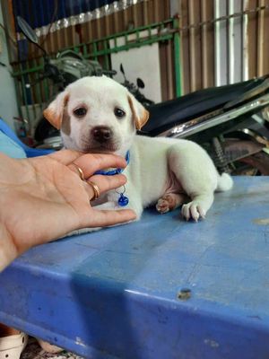Bé trai labrador màu trắng sữa rất đẹp. Mua bán Chó tại Huyện Bình Chánh Tp Hồ Chí Minh được đăng bởi MI SA