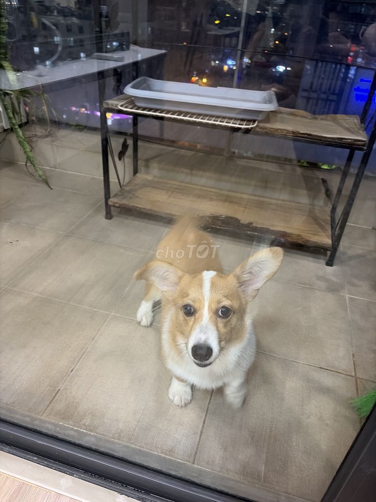 Chó Corgi 6 tháng tuổi. Mua bán Chó tại Quận Nam Từ Liêm Hà Nội được đăng bởi chien nguyenvan hình 1