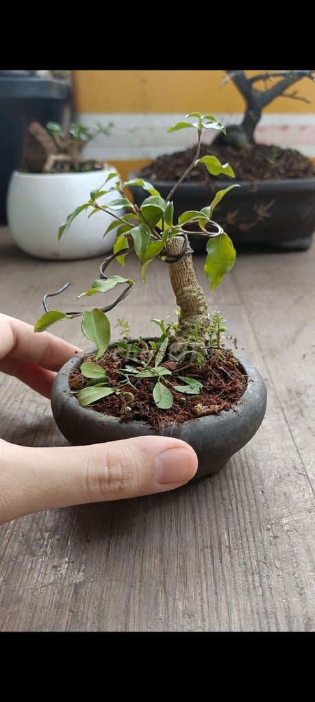 Hồng ngọc mai siêu mini [Bonsai để bàn]