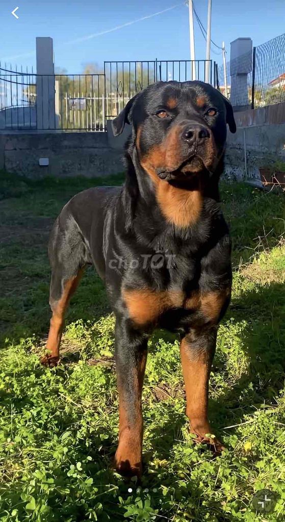 Rottweiler đã thuần và bé rất thích chơi banh. Mua bán Chó tại Thành phố Biên Hòa Đồng Nai được đăng bởi Phương Dung  hình 3