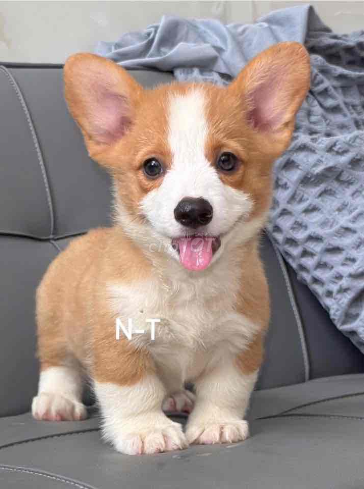 Chó Corgi mông to. Mua bán Chó tại Quận Bình Tân Tp Hồ Chí Minh được đăng bởi Trang  hình 1