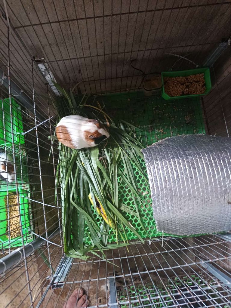 Bọ ú Trắng nâu đen. Mua bán Thú cưng khác tại Huyện Di Linh Lâm Đồng được đăng bởi Hào Nguyễn hình 1