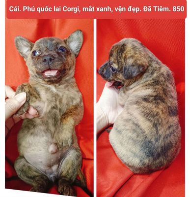 phú quốc lai corgi đẹp, to con