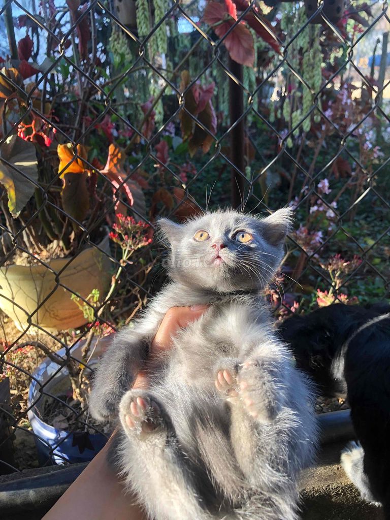 Mèo Anh lông ngắn 2 tháng Xám trắng. Mua bán Mèo tại Quận 12 Tp Hồ Chí Minh được đăng bởi Mi Ka hình 1