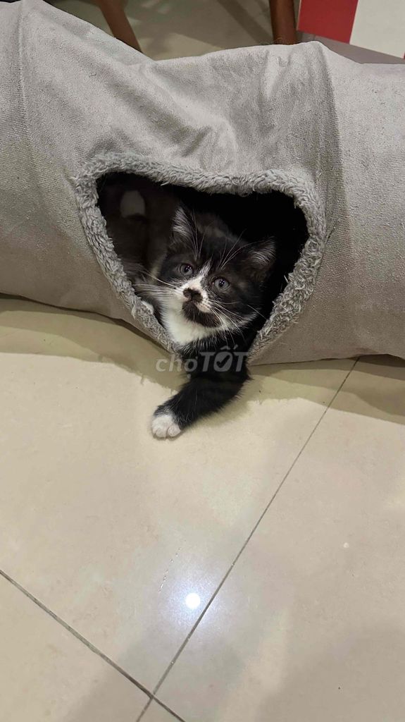 Mèo Munchkin tai cụp con Đen trắng. Mua bán Mèo tại Quận Hải Châu Đà Nẵng được đăng bởi Nhinhi hình 1