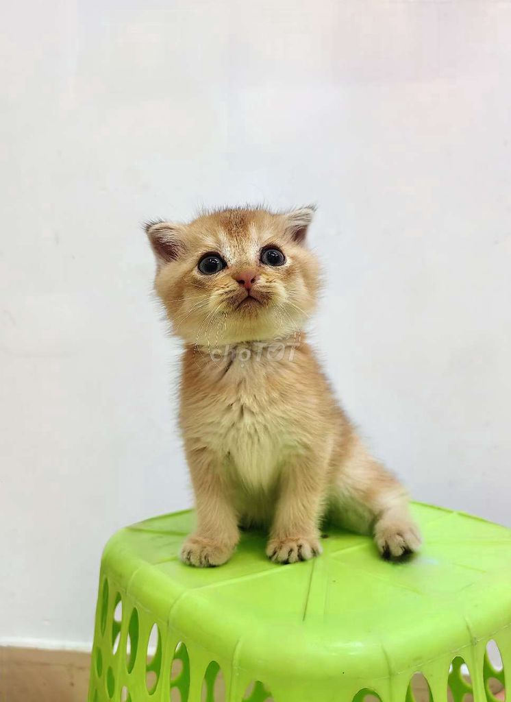 Mèo Golden 2 tháng tìm chậu mới. Mua bán Mèo tại Quận Bình Thạnh Tp Hồ Chí Minh được đăng bởi Lộc Nguyễn hình 3
