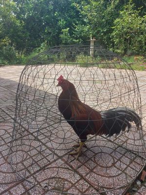 Nọc điều 3kg3. Mua bán Gà tại Huyện Vũng Liêm Vĩnh Long được đăng bởi Gà nhà đỗ