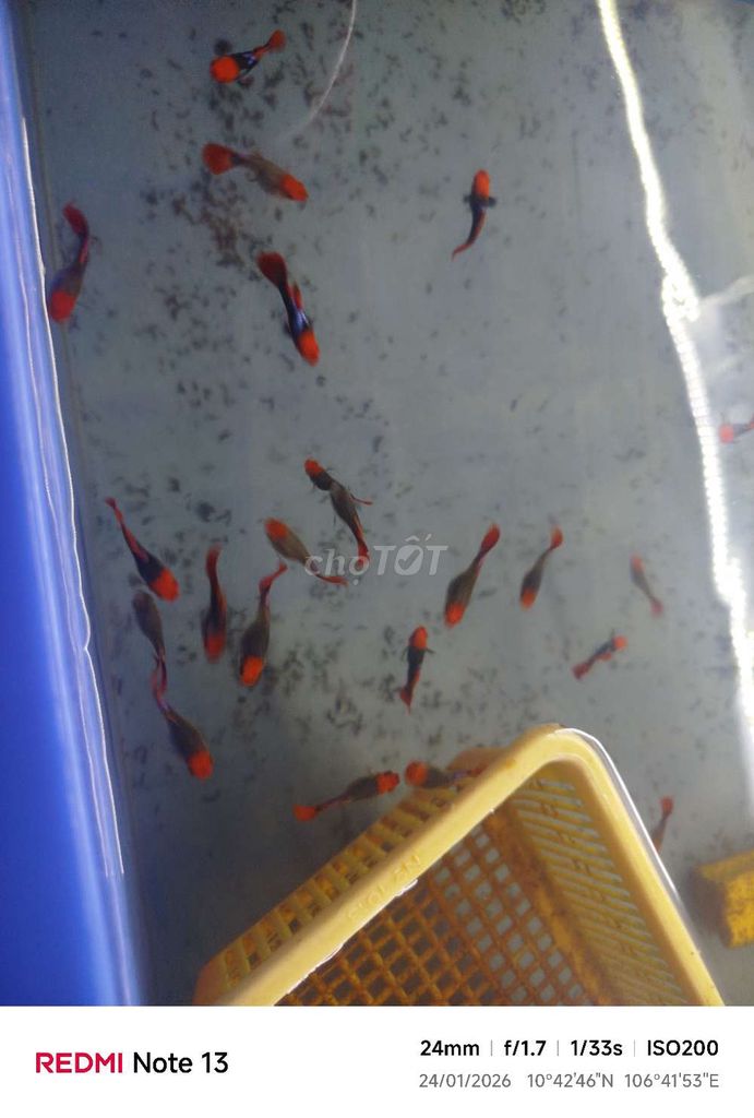 Cá Guppy Koi đen. Mua bán Thú cưng khác tại Huyện Nhà Bè Tp Hồ Chí Minh được đăng bởi Nguyễn Tấn hình 1