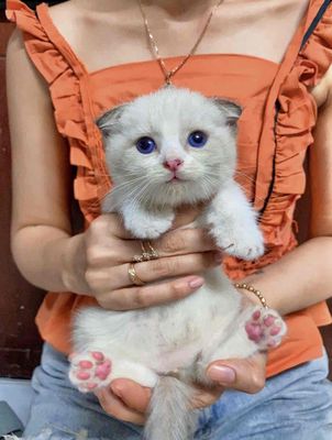 Mèo Anh tai Cụp mắt xanh Ragdoll ( Miễn phí ship )