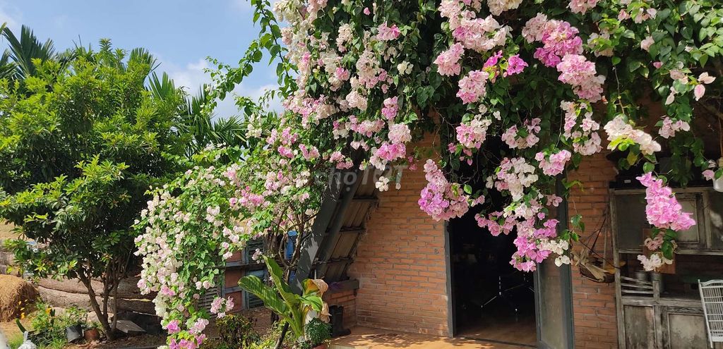 100k/1 đêm nguyên căn Homestay