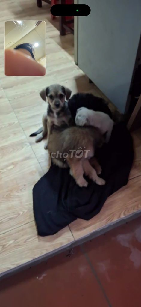 Chó con nhiều màu cả hai. Mua bán Chó tại Quận Nam Từ Liêm Hà Nội được đăng bởi Hà Đoàn Thị hình 1