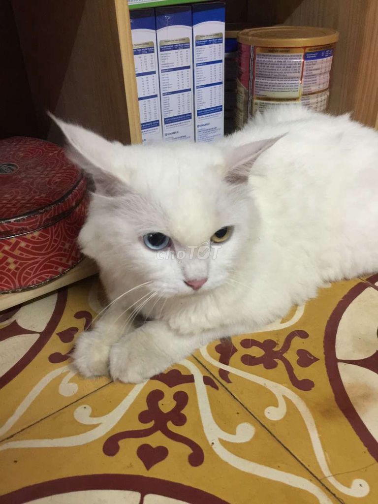 Bán mèo hoàng gia thái lan Khao Manee - mắt 2 màu