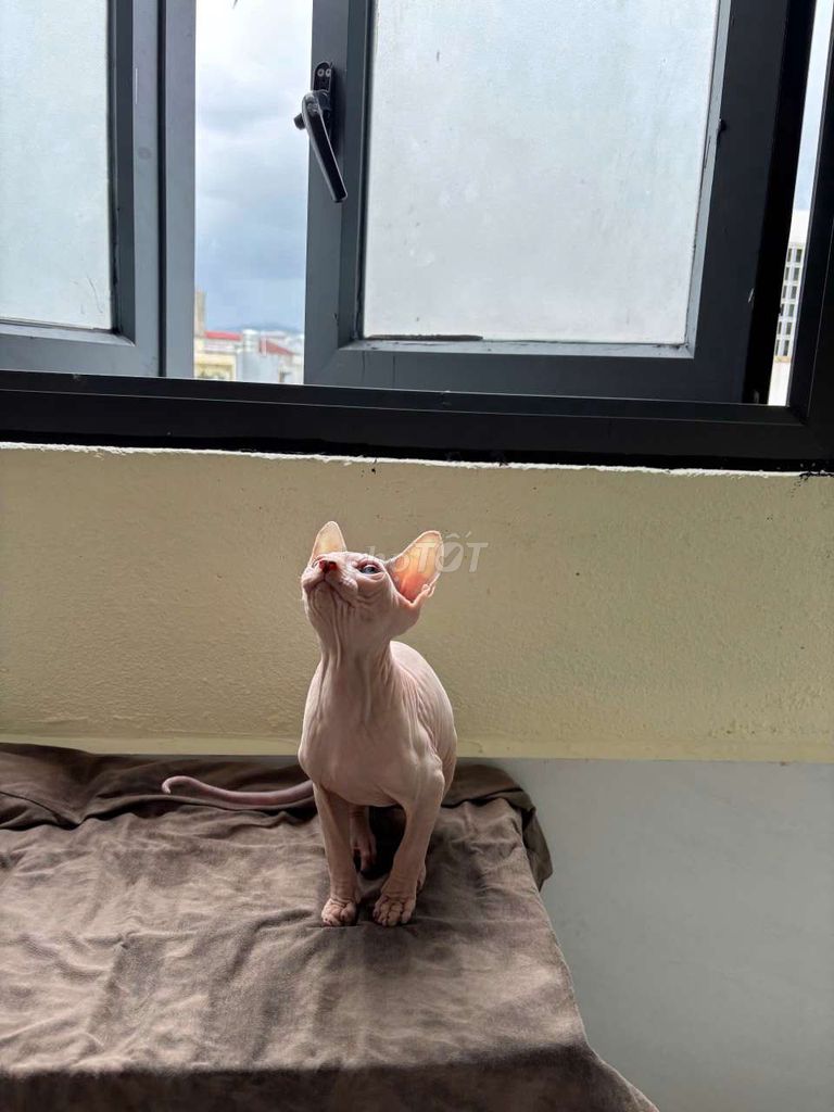 Cần tìm chủ cho bầy mèo Sphynx nhà đẻ