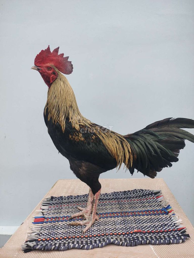 Gà chuối đen 3,450kg