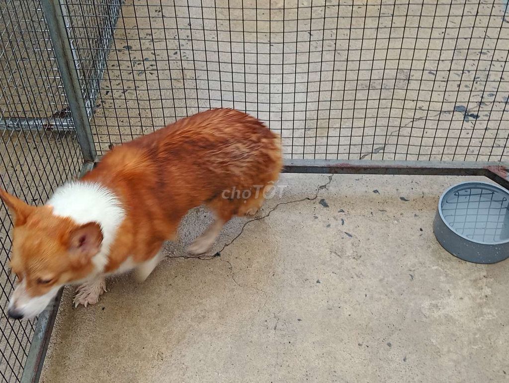 Chó Corgi cái mới lớn chưa sinh sản. Mua bán Chó tại Quận Ninh Kiều Cần Thơ được đăng bởi Nhân Rottweiler  hình 1