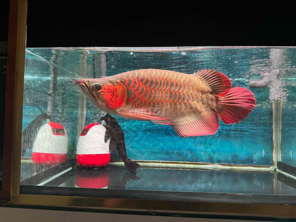 Cá Rồng 35cm Đỏ rực. Mua bán Thú cưng khác tại Huyện Hóc Môn Tp Hồ Chí Minh được đăng bởi Nguyên Fish hình 1