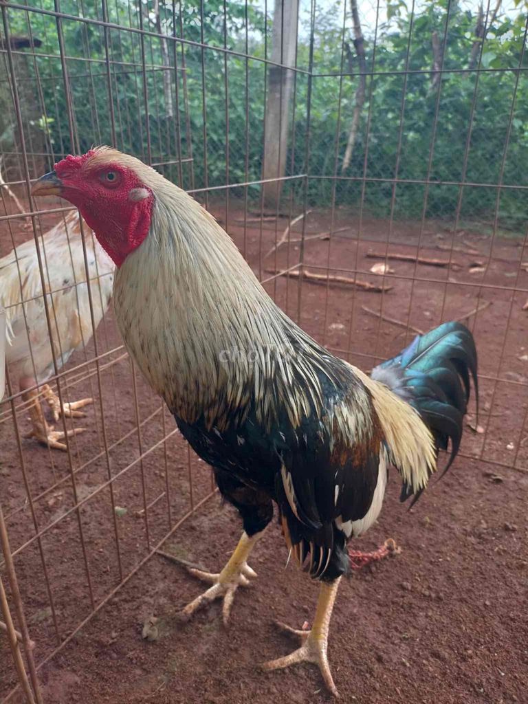 Gà chọi Chuối 3.1kg chân Vàng Đực. Mua bán Gà tại Huyện Định Quán Đồng Nai được đăng bởi Ba Duy hình 1