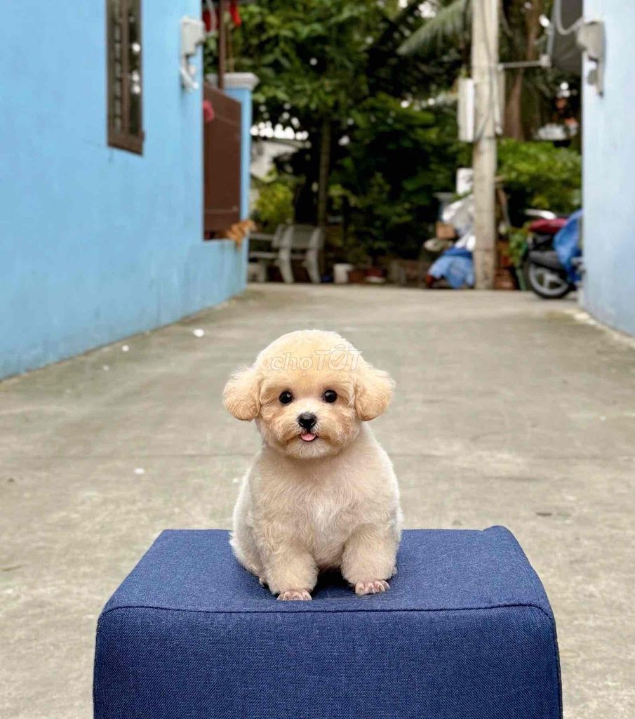 chó nhà đẻ cần bán. Mua bán Chó tại Quận Gò Vấp Tp Hồ Chí Minh được đăng bởi Triệu Hồng Ngọc hình 4