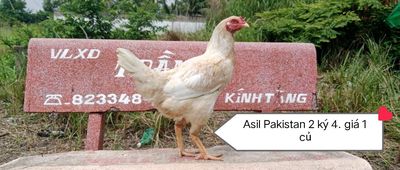 Mái Asil Pakistan