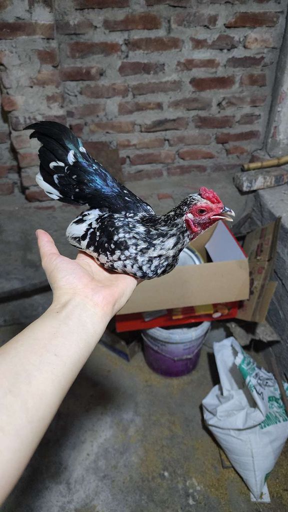Gà tre bắc mã mái. Mua bán Gà tại Huyện Phú Xuyên Hà Nội được đăng bởi thích đủ thứ hình 1