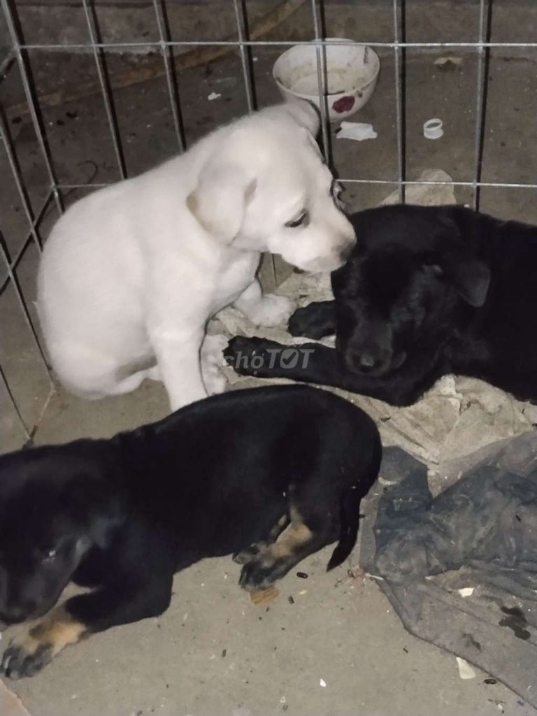 Chó cỏ bự con 2 tháng tuổi. Mua bán Chó tại Thành phố Sóc Trăng Sóc Trăng được đăng bởi Thanh Quang hình 1