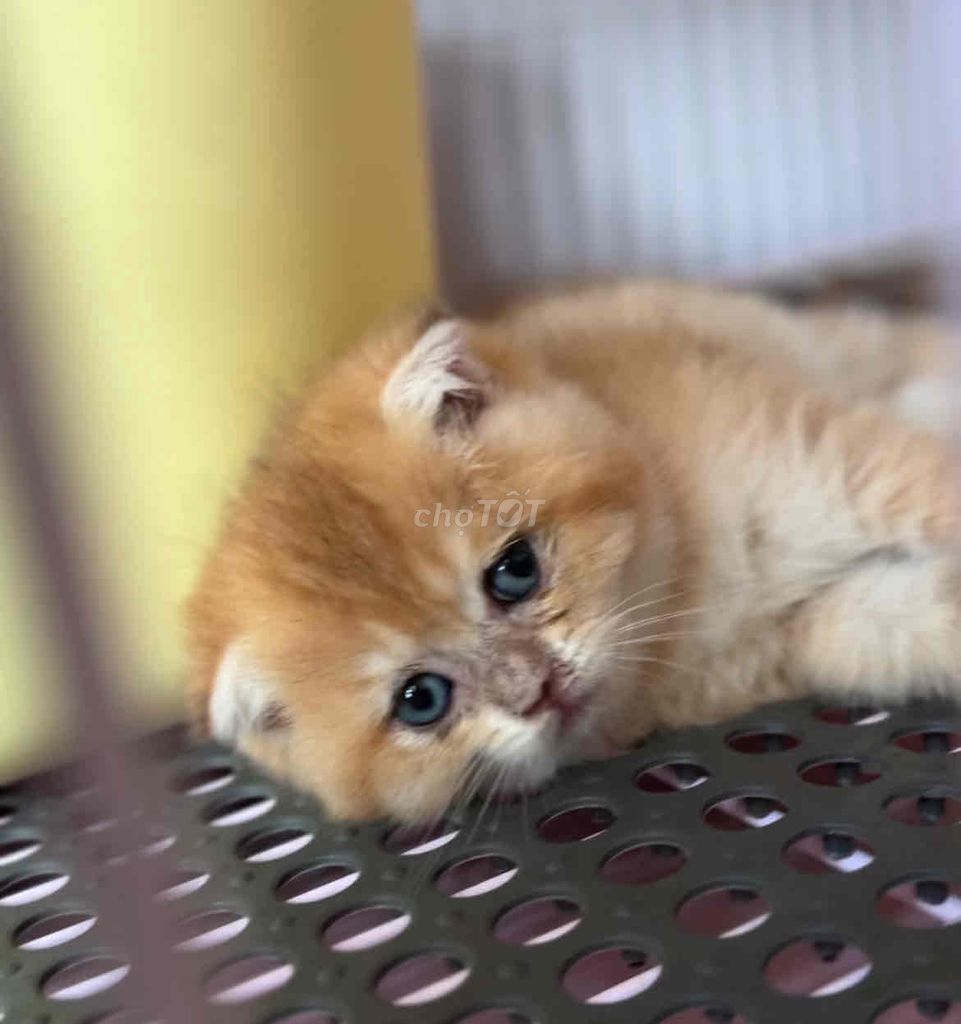 Mèo Anh lông ngắn Golden. Mua bán Mèo tại Quận Gò Vấp Tp Hồ Chí Minh được đăng bởi Thi hình 1
