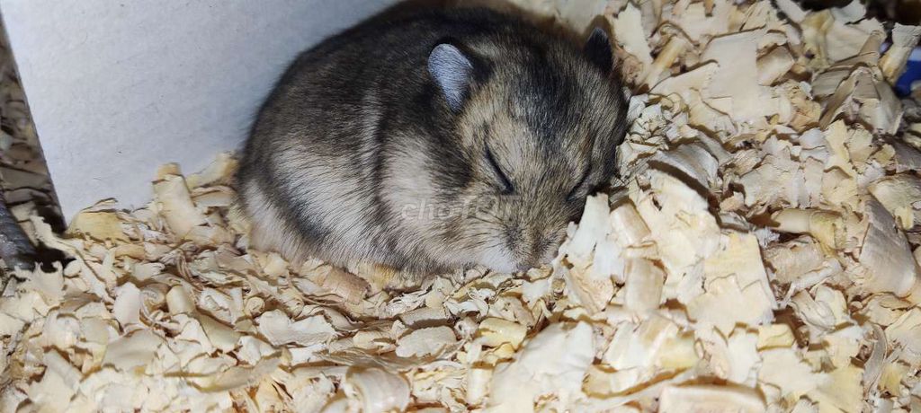 bán 3 bé hamster giao trong thành phố bmt