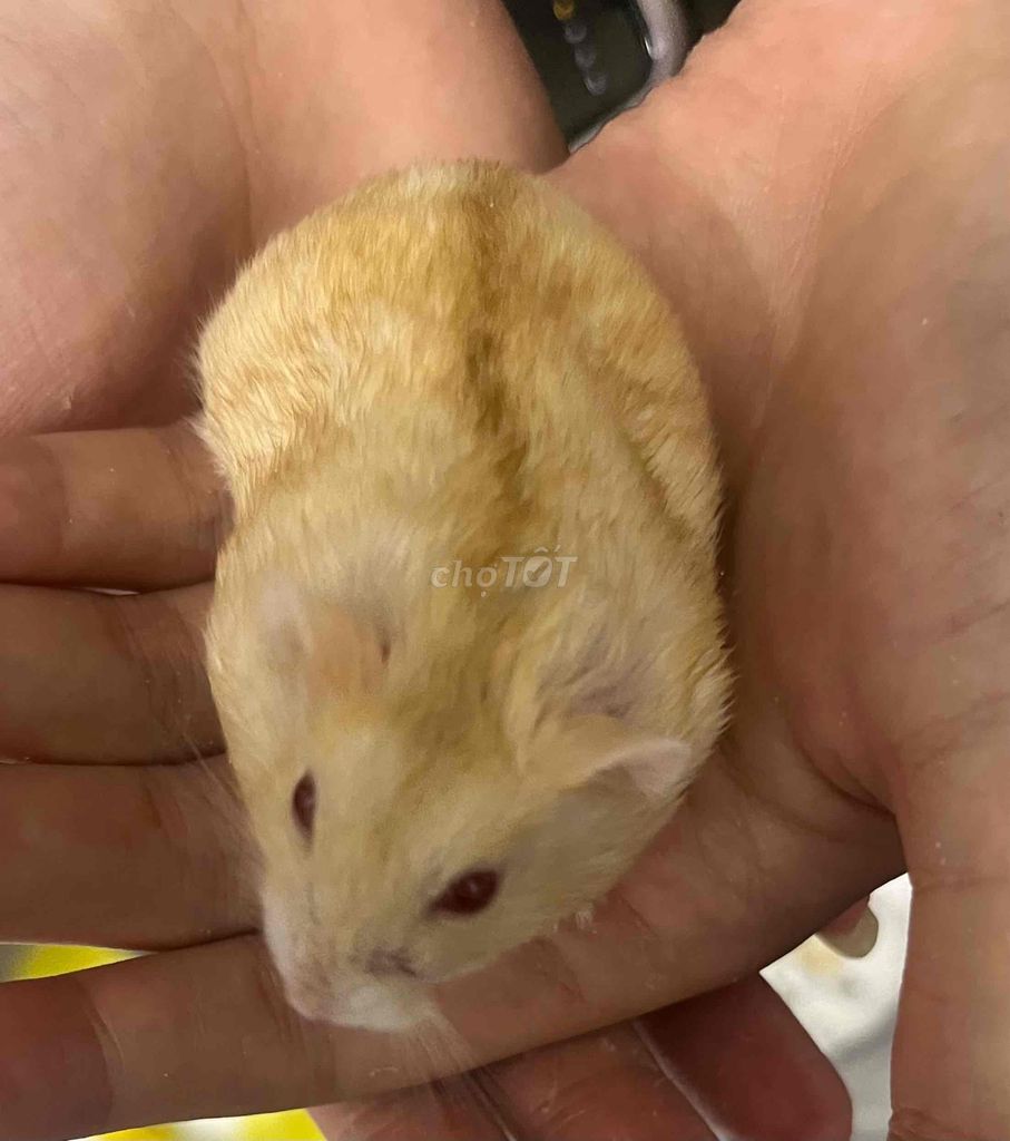 Chuột Hamster ww Vàng kem Hiền lành. Mua bán Thú cưng khác tại Huyện Thanh Trì Hà Nội được đăng bởi Tên chưa cung cấp hình 1