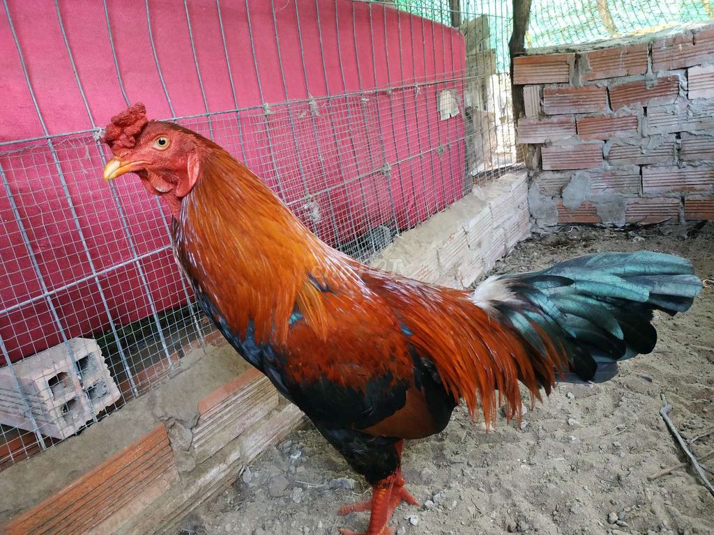 điều asiu Mỹ 2kg5 tay tốt. Mua bán Gà tại Thị xã Bình Minh Vĩnh Long được đăng bởi gà đá bình minh  hình 1