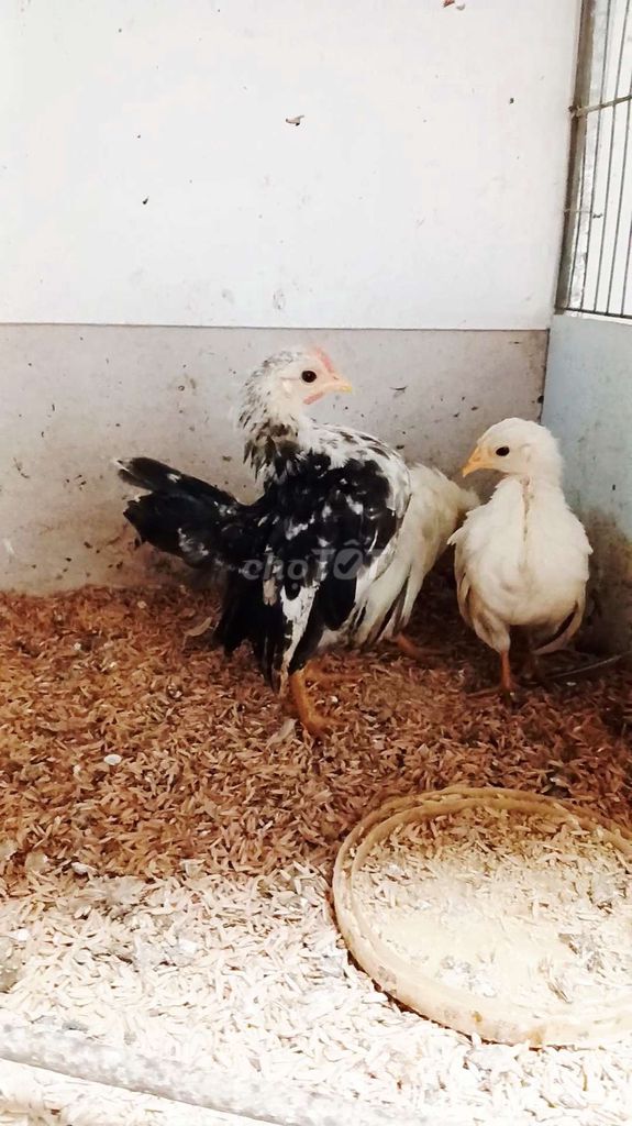 Gà kiểng serama tí hon. Mua bán Gà tại Thành phố Trà Vinh Trà Vinh được đăng bởi Sơn hình 1