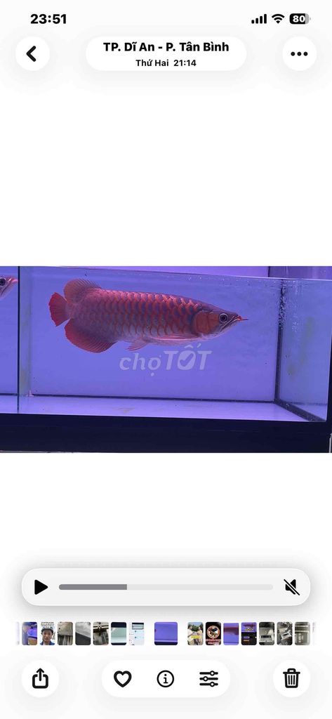 Cá Rồng huyết long sai 45. Mua bán Thú cưng khác tại Thành phố Dĩ An Bình Dương được đăng bởi Thái Nguyễn hình 1