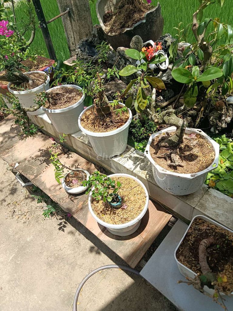 Cây cảnh chậu đất dễ chăm sóc. Mua bán Cây cảnh, đồ trang trí tại Huyện Đại Lộc Quảng Nam được đăng bởi nguyen hung hình 1