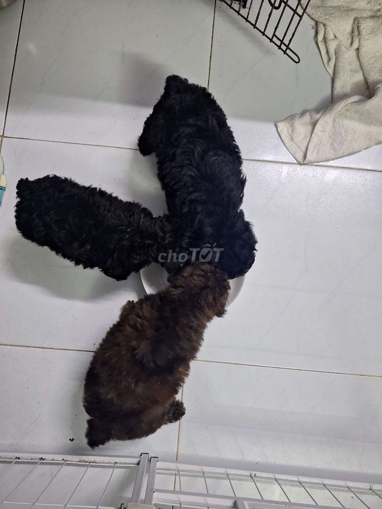 Cần giảm tải Poodle đực 2 đen và 1 nâu