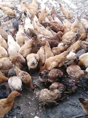 Gà ta thả vườn. Mua bán Gà tại Huyện Bình Chánh Tp Hồ Chí Minh được đăng bởi tonytung