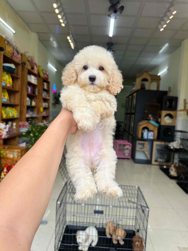 Poodle 1,5 triệu có thể đón 1 bé xinh thuần chủng