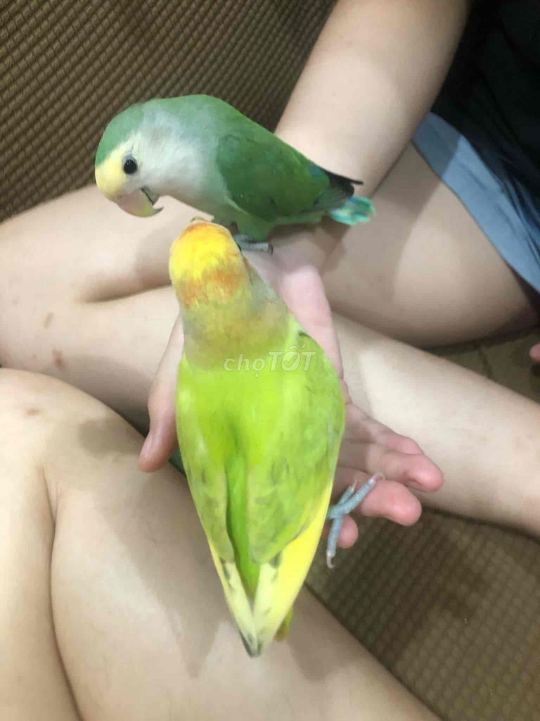 vẹt lovebird màu xanh lá mặt trắng đẹp non đút bột