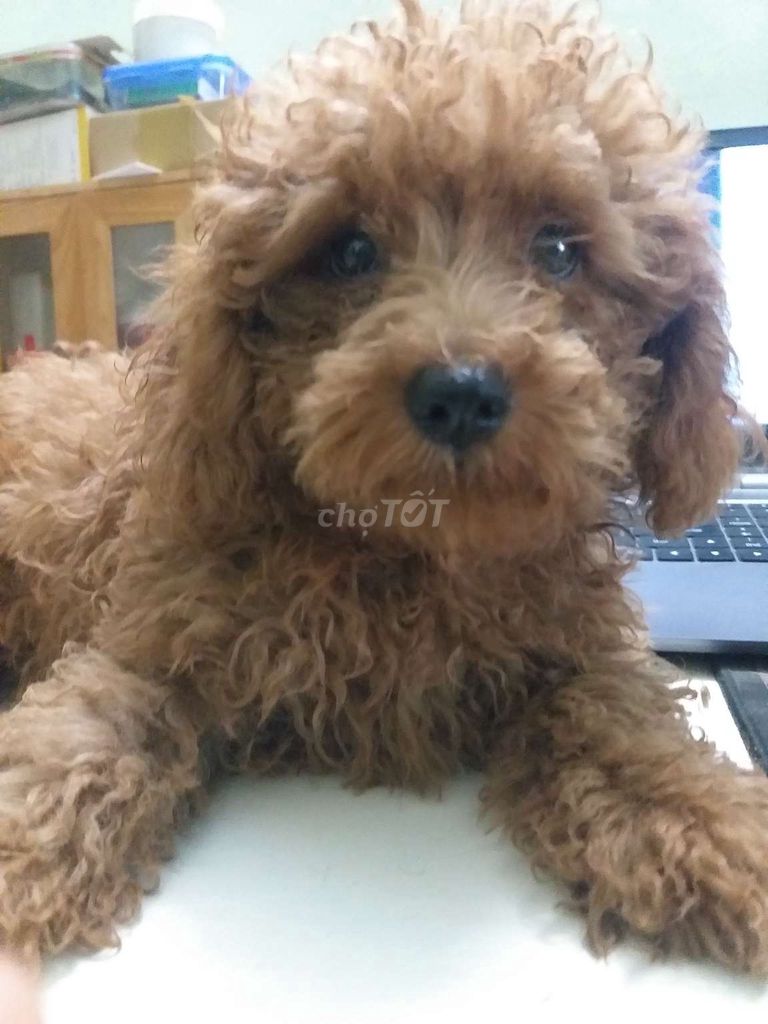 Chó Poodle cái 3 tháng 5 màu Nâu. Mua bán Chó tại Quận Cái Răng Cần Thơ được đăng bởi chú Sáu hình 1