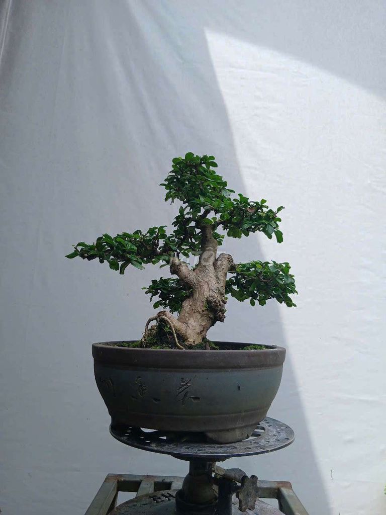🌿 TRÀ PHÚC KIẾN - DÁNG CHUẨN, GIÁ CHỈ 900K 🌿