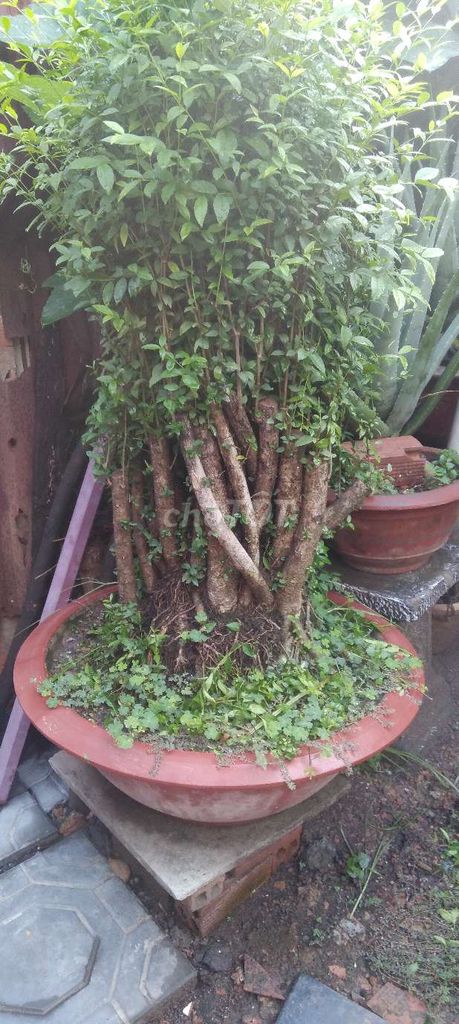 Mai chiếu thủy 60cm Nâu đỏ. Mua bán Cây cảnh, đồ trang trí tại Thành phố Thủ Đức Tp Hồ Chí Minh được đăng bởi quý hình 1