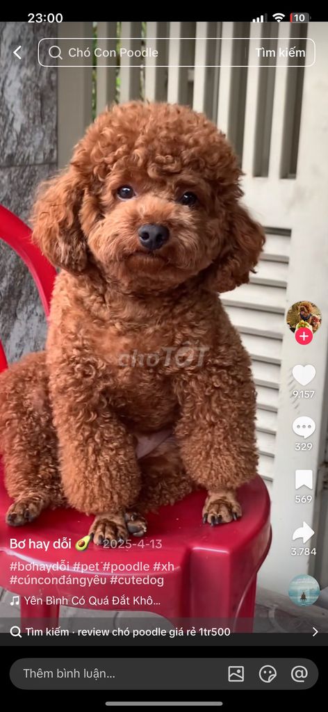 Chó Poodle cái màu Nâu. Mua bán Chó tại Thành phố Biên Hòa Đồng Nai được đăng bởi nguyentunglam1 hình 1
