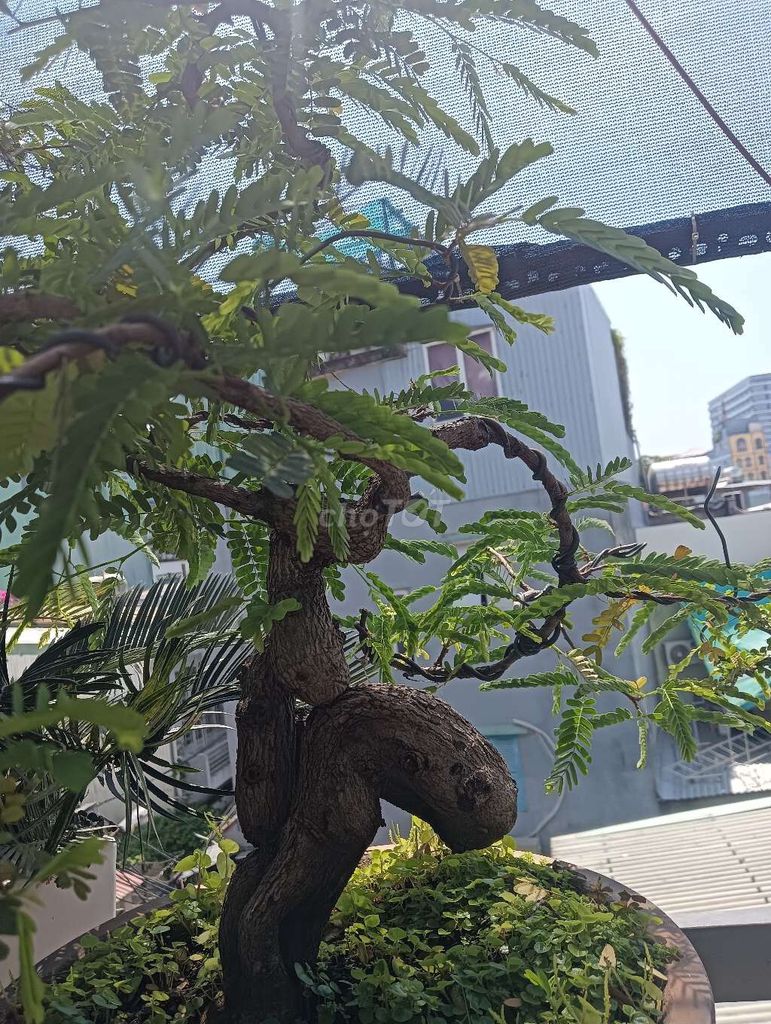 Cây cảnh Me bonsai nhiều năm tuổi. Mua bán Cây cảnh, đồ trang trí tại Quận Thanh Khê Đà Nẵng được đăng bởi hồ văn liêm hình 1