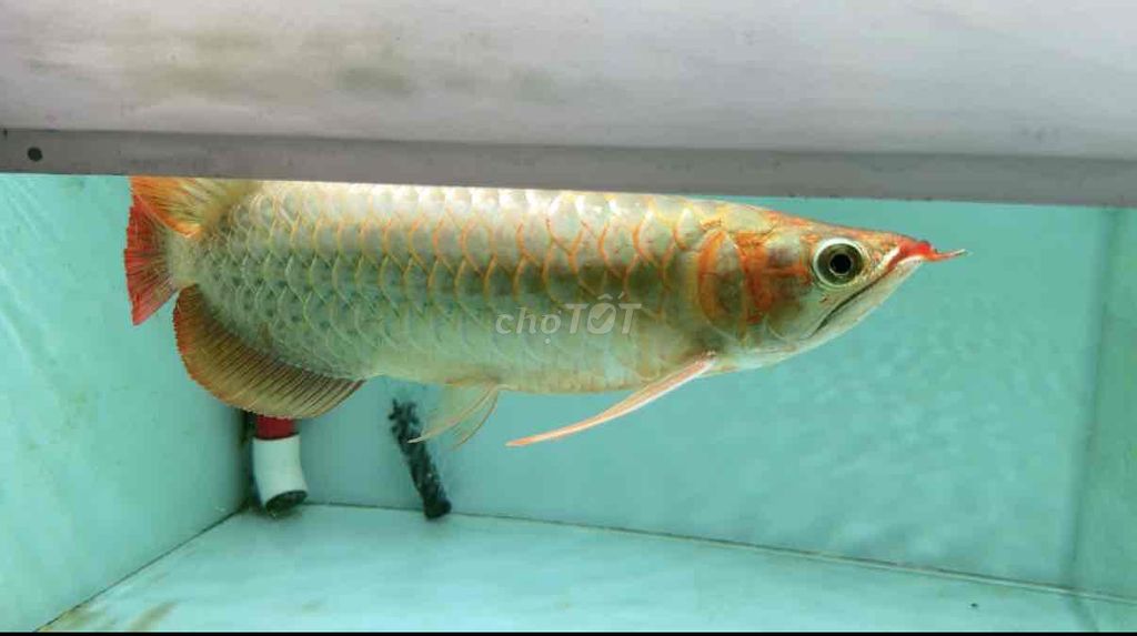 Cá rồng Huyết long 28-29cm. Mua bán Thú cưng khác tại Quận Bình Tân Tp Hồ Chí Minh được đăng bởi Thanh Phát hình 1