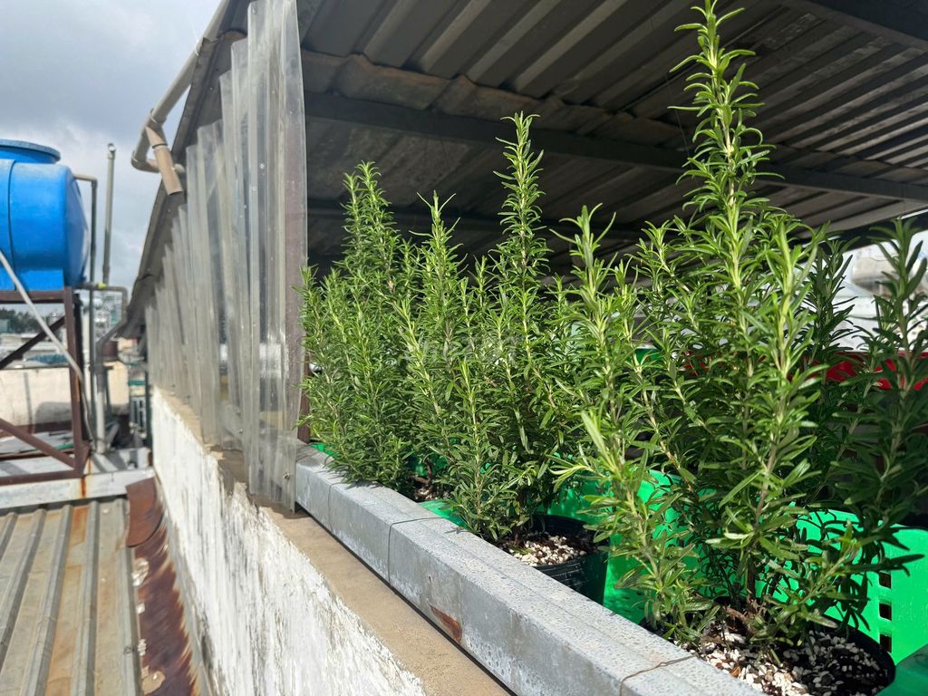 Cây Hương Thảo Lá Lớn. Mua bán Cây cảnh, đồ trang trí tại Quận 3 Tp Hồ Chí Minh được đăng bởi Trần Nhật Minh hình 1