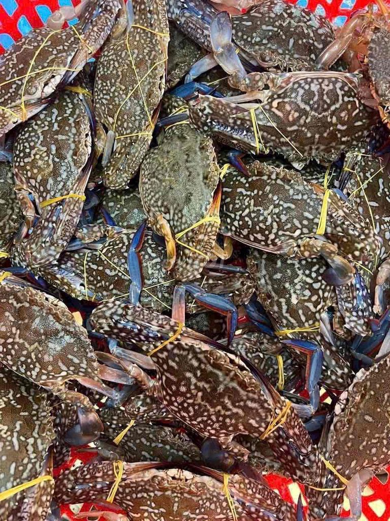 Ghẹ sống Bình Thuận. Mua bán Đồ ăn, thực phẩm và các loại khác tại Thành phố Thủ Đức Tp Hồ Chí Minh được đăng bởi Nguyễn Tấn Liêm hình 4