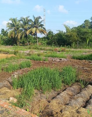 Đất nền dá rẻ. Mua bán đất tại Quận Ô Môn Cần Thơ được đăng bởi Quốc Cảnh