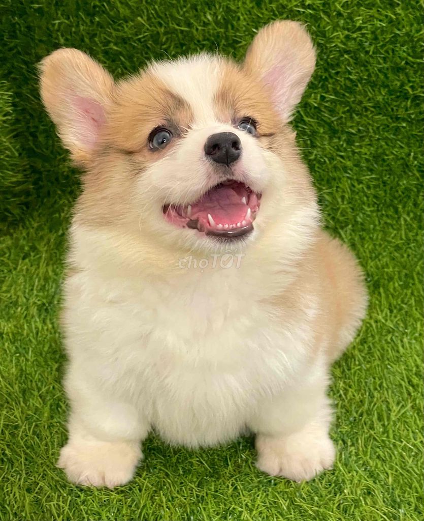 Chó Corgi Vàng trắng Cả hai. Mua bán Chó tại Huyện Thanh Trì Hà Nội được đăng bởi Nguyễn Longg hình 1