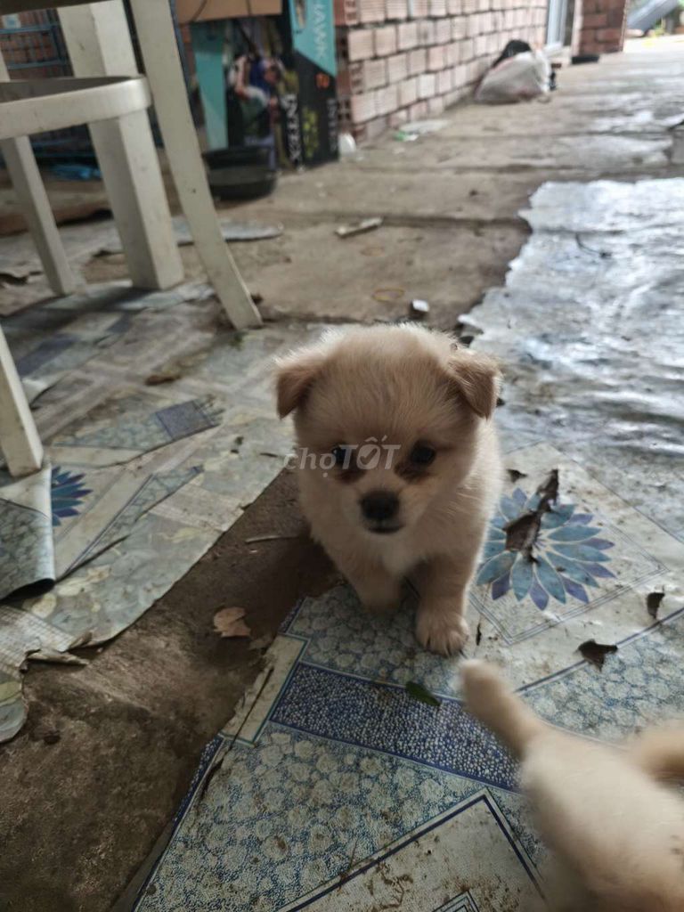 Be phoc soc cai. Mua bán Chó tại Thành phố Thủ Đức Tp Hồ Chí Minh được đăng bởi trọng anh  hình 2