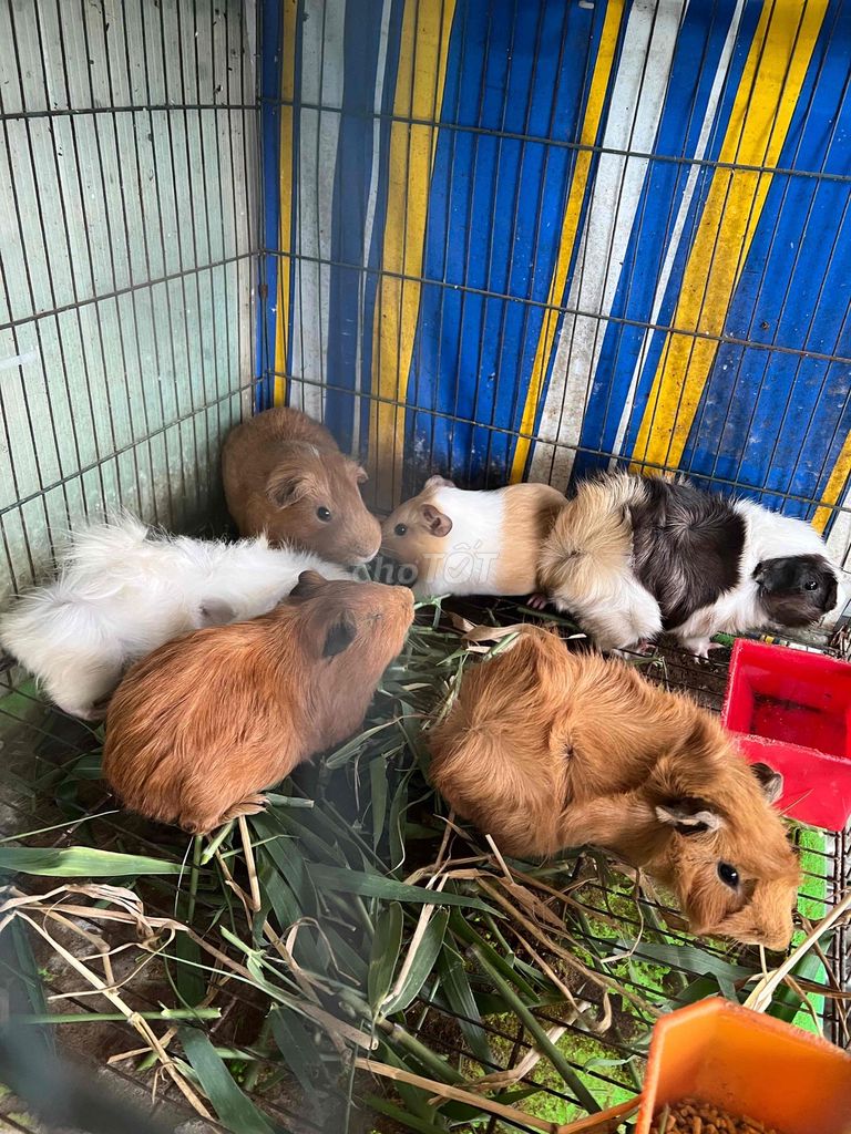 Bọ ú Mỹ Thái (cái). Mua bán Thú cưng khác tại Quận 8 Tp Hồ Chí Minh được đăng bởi toan hình 3
